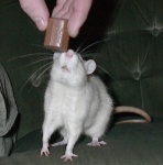 Mouse Knight shoot 7