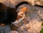 Polly, day 29