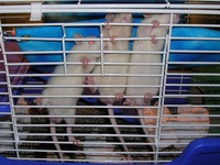 Highlight for album: Rats
