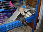 Big boys in big cage