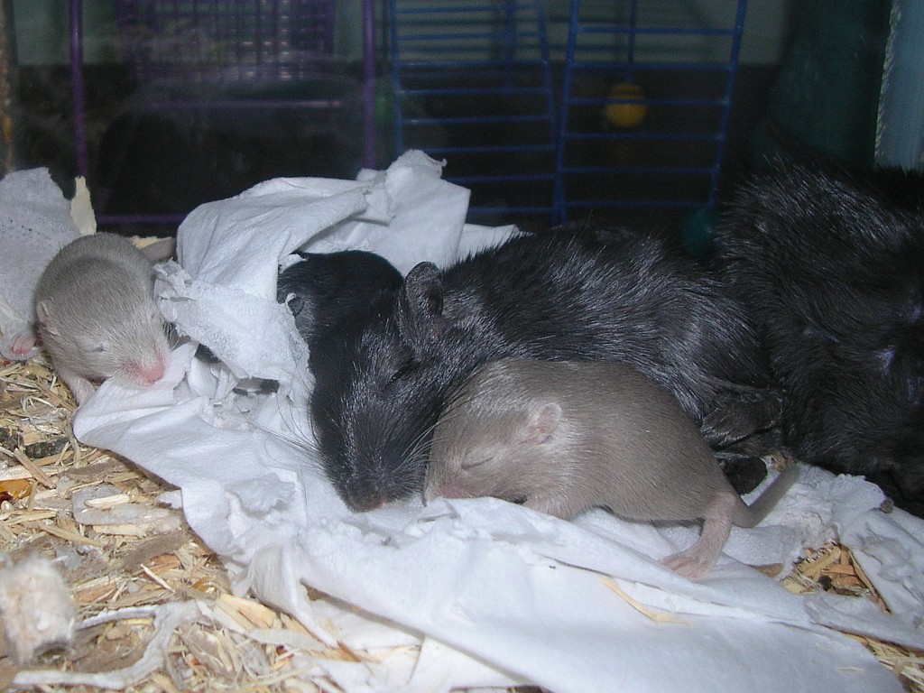 Babies, day 16