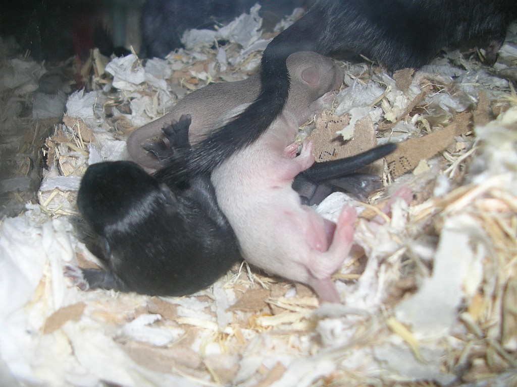 Babies, day 12
