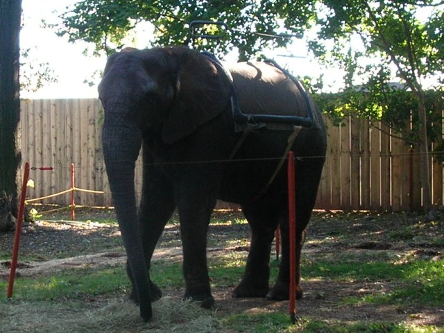 Elephant that Kristin didn't want to ride