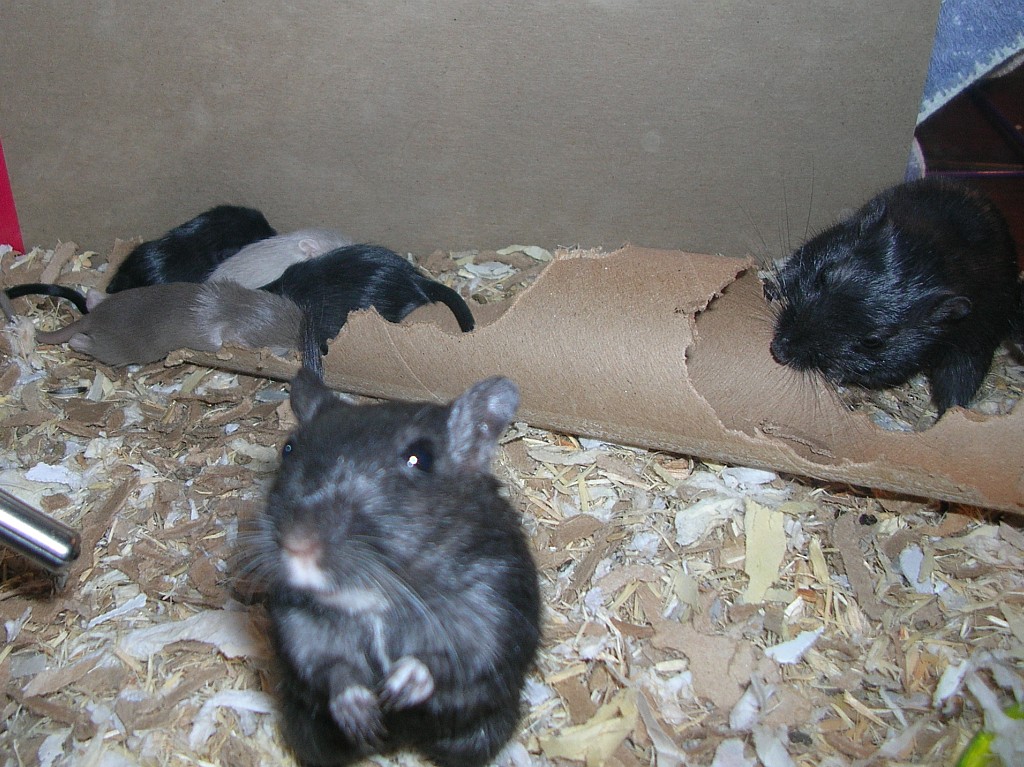 Babies, day 19